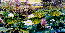 lotus03s.gif